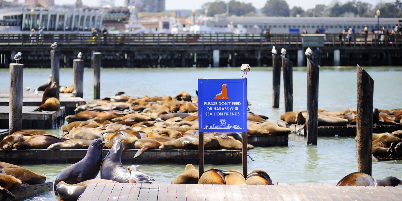 Pier 39, San Francisco, California, SAD