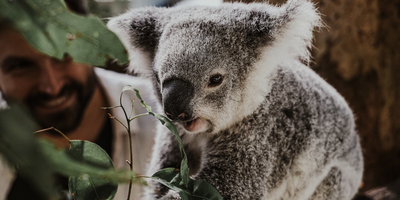 Koala Koala