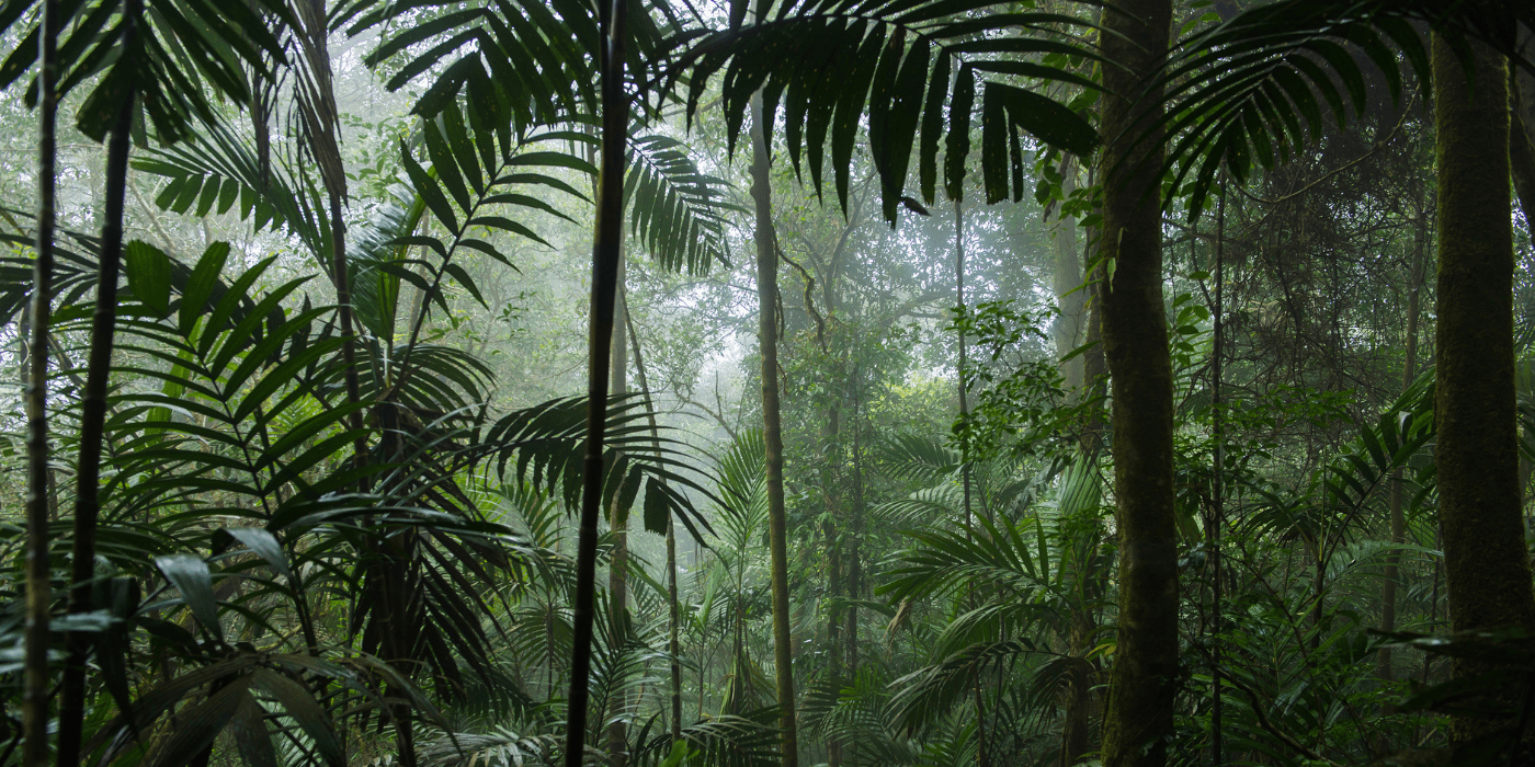 Monteverde Cloud Forest Biological Reserve, Australija
