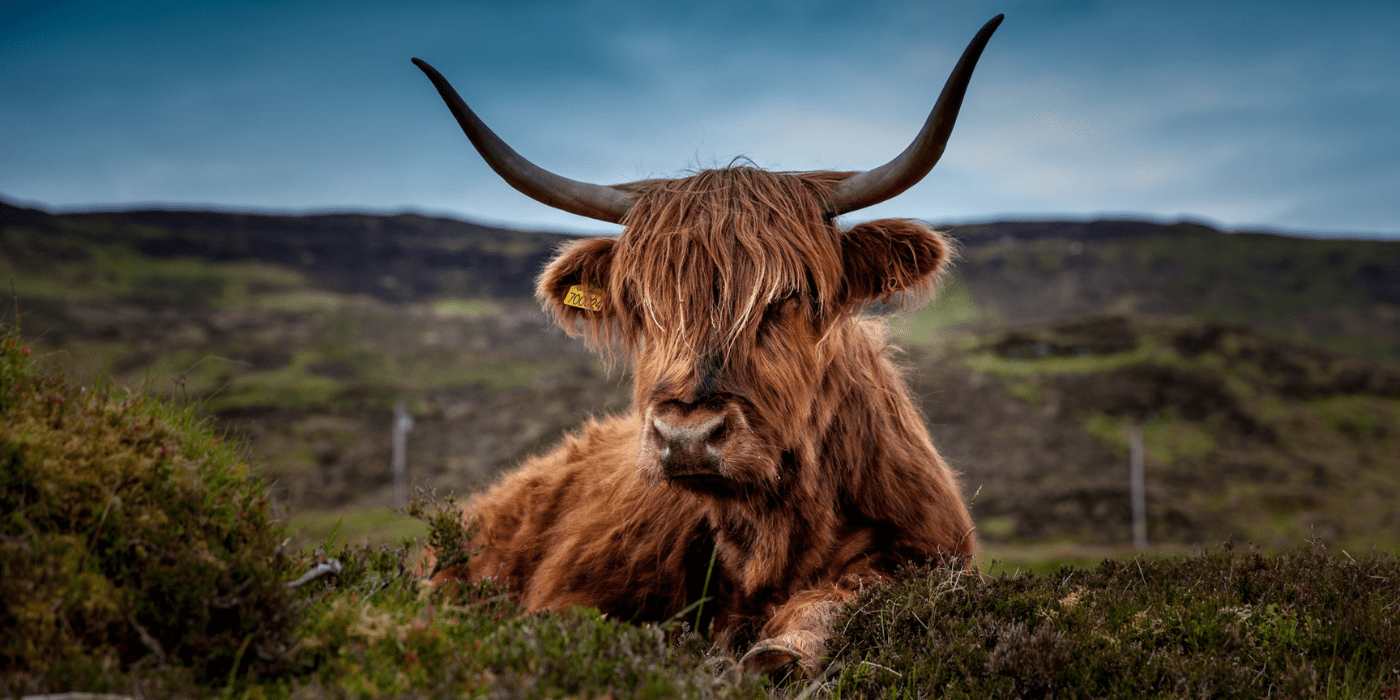 Škotsko visinsko govedo
