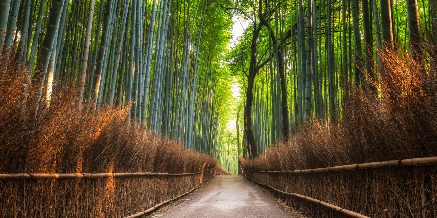 Šuma bambusa, Arashiyama, Japan