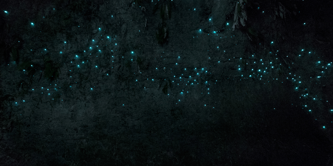 Waitomo Glowworm Caves, Novi Zeland