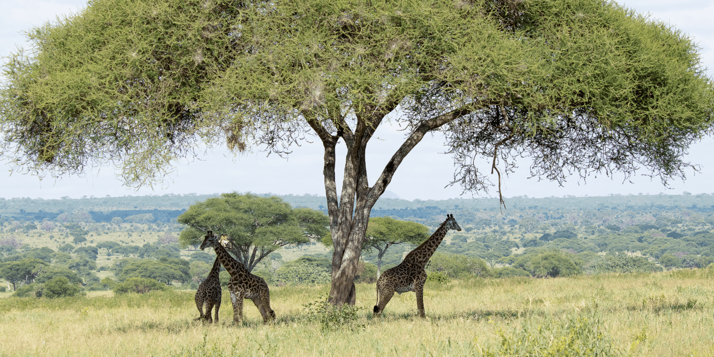 Safari NP Mikumi, Tanzanija