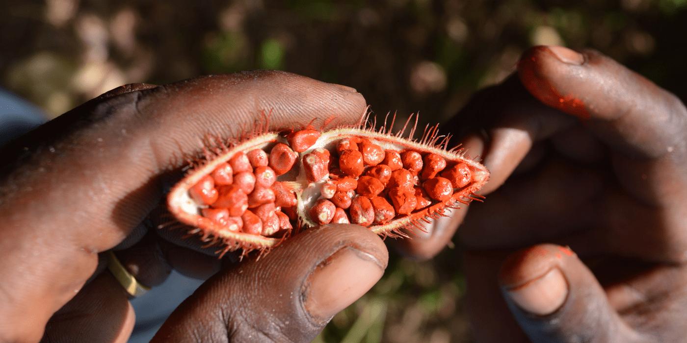 Sjemenke ploda Annato koje se koriste kao začin, Zanzibar, Tanzanija