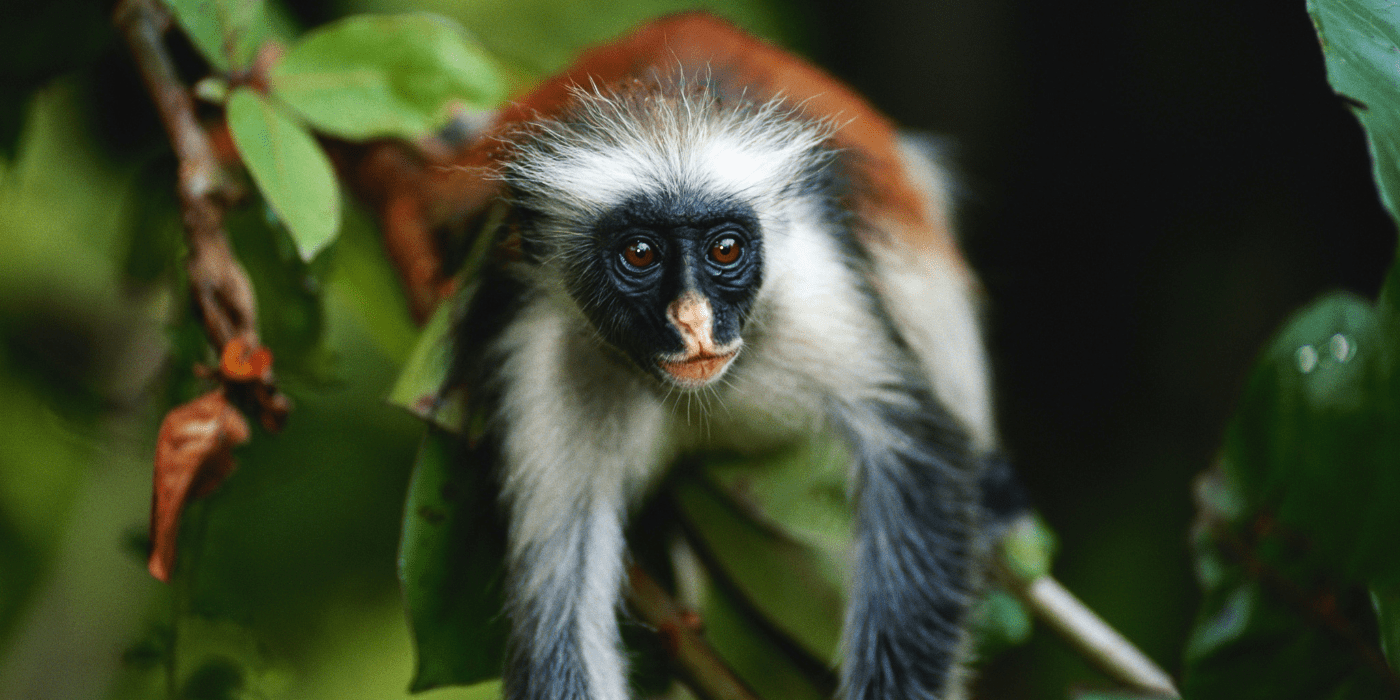 Zanzibar, Tanzanija