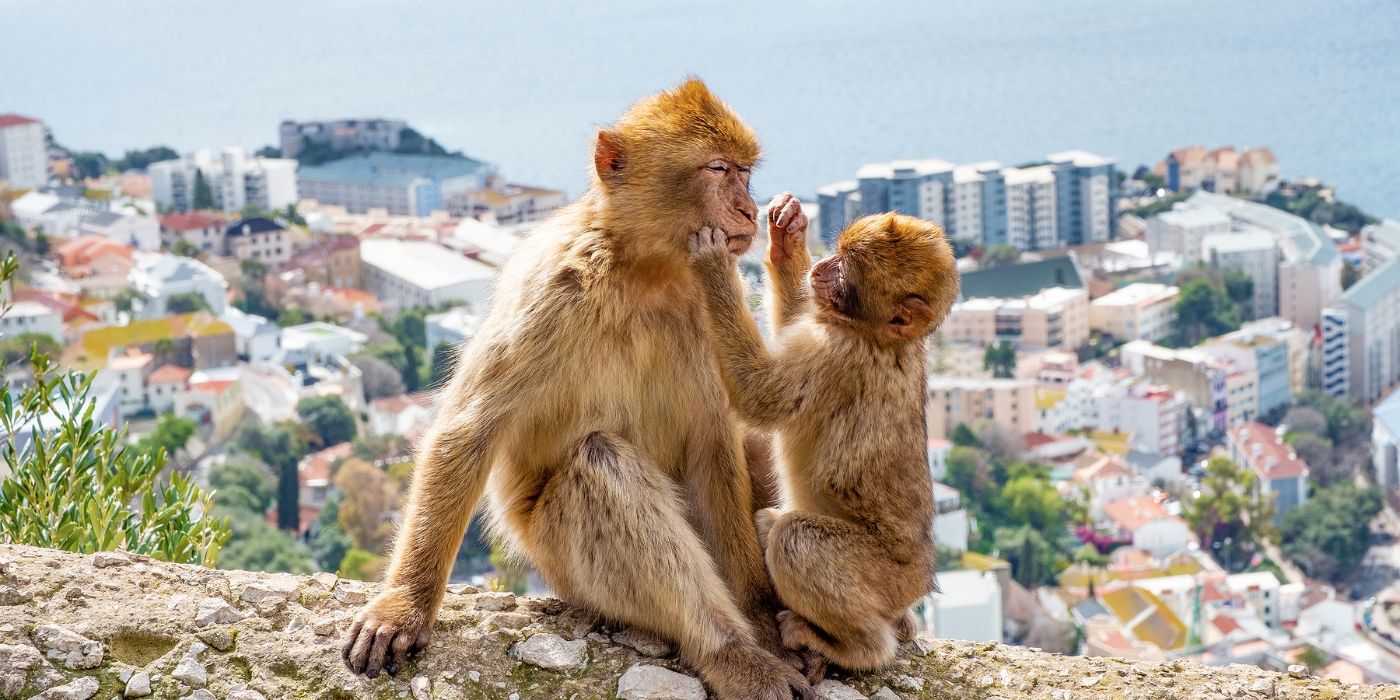 Berberski makaki ili Gibraltarski majmun, Španjolska