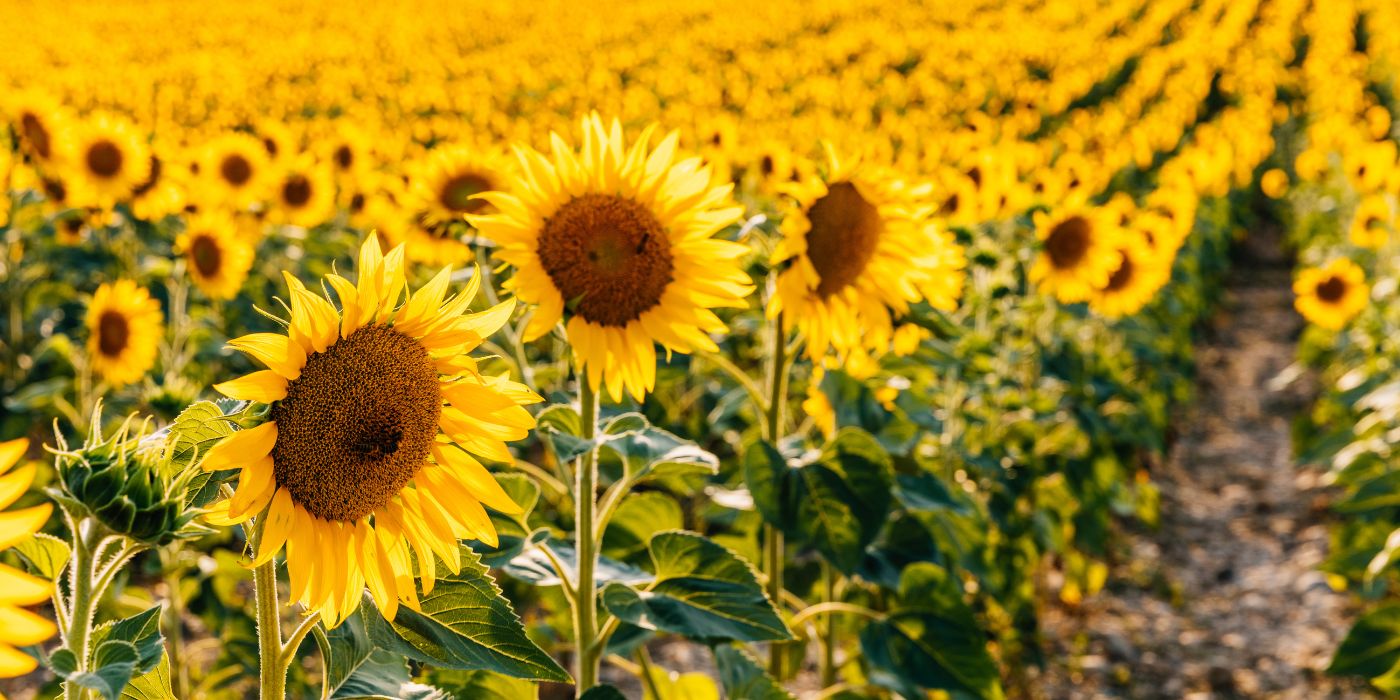 Valensole, Francuska