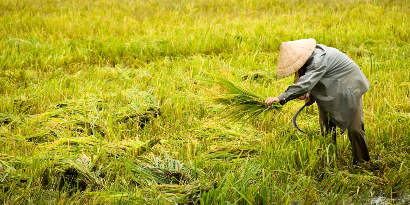 Delta Mekong, Vijetnam
