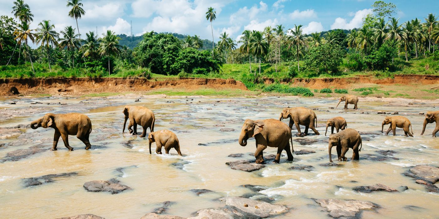 Pinnawala, Šri Lanka