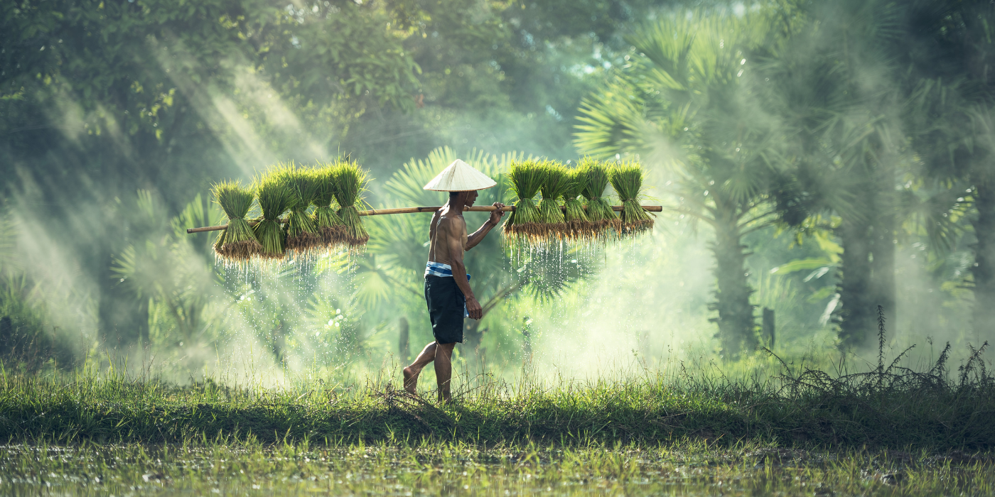 Žetva riže, Kambodža