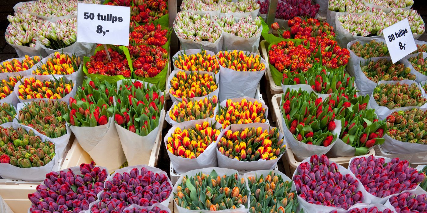 Tulipani na tržnici u Amsterdamu, Nizozemska