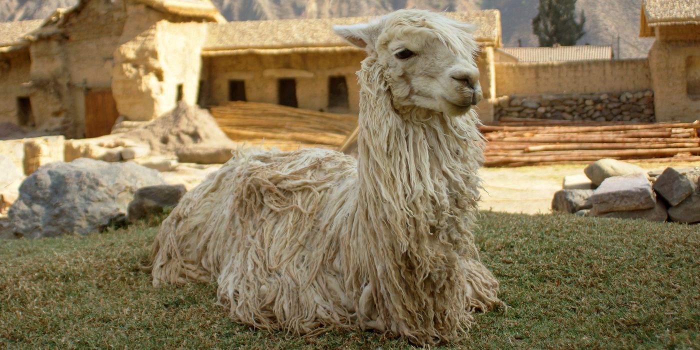 Alpaka u Ollantaytambo, Peru