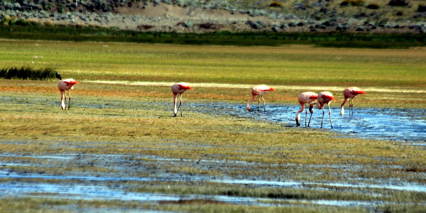 El Calafate, Patagonija, Argentina