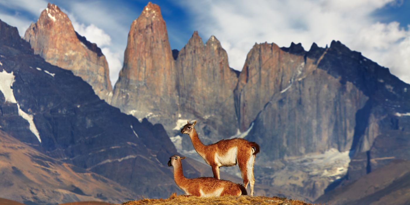 Guanako u Nacionalnom parku Torres del Paine, Patagonija, Čile