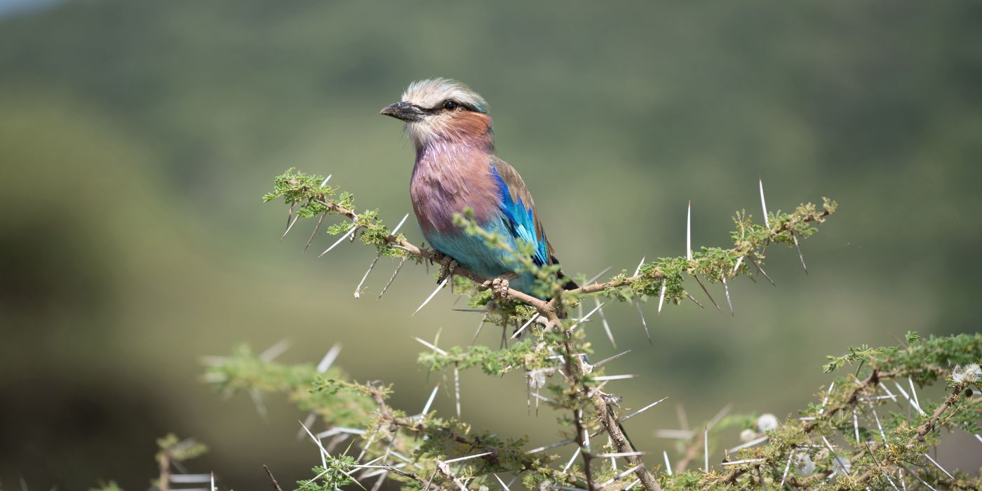 Nacionalni park Lake Manyara