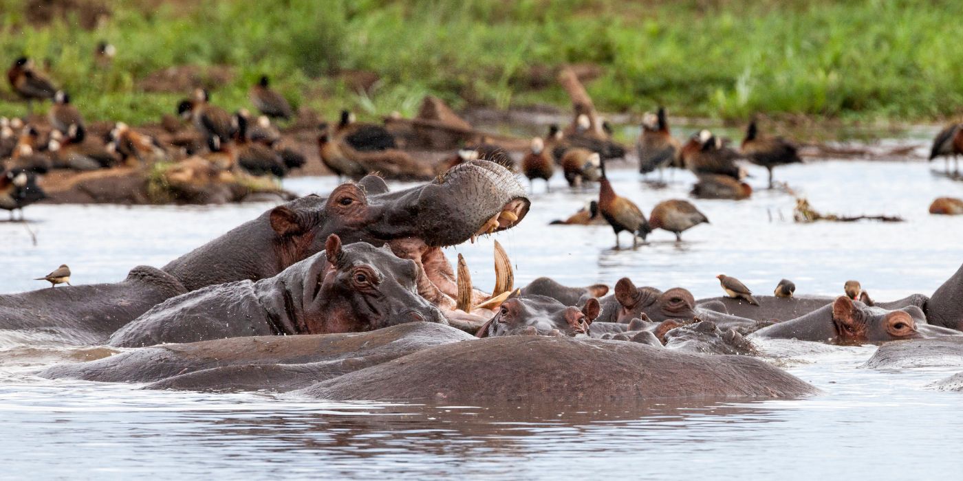 Nacionalni park Lake Manyara