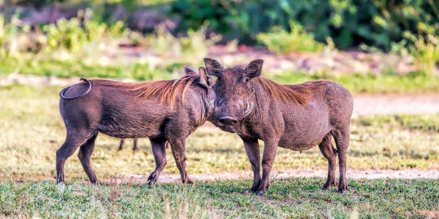 Nacionalni park Lake Manyara