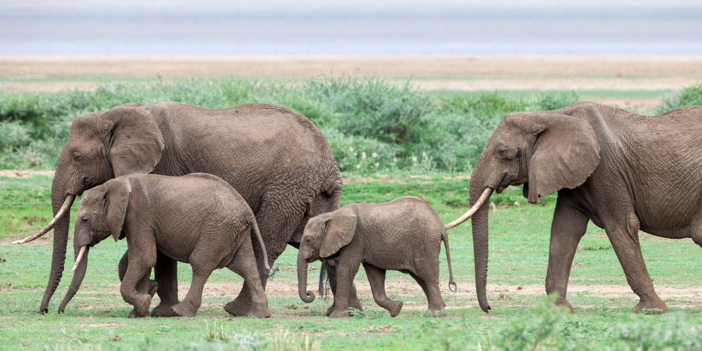 Nacionalni park Lake Manyara