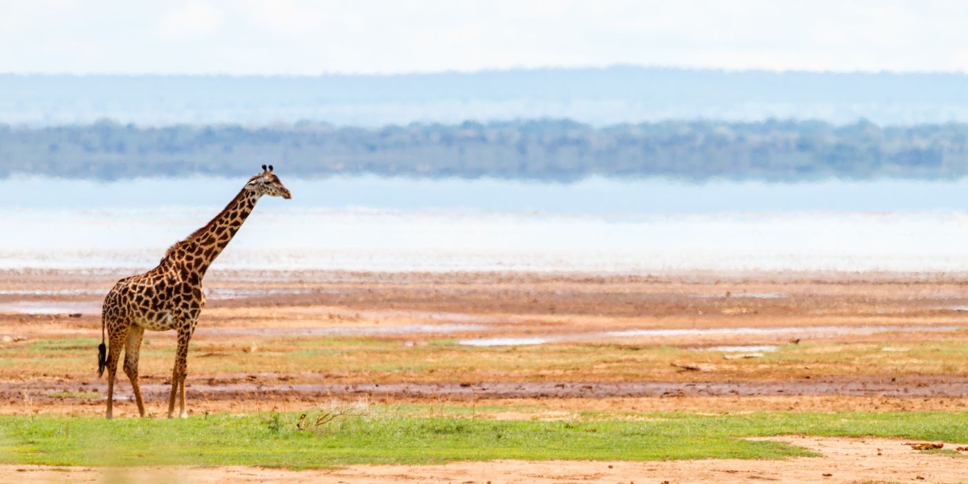 Nacionalni park Lake Manyara