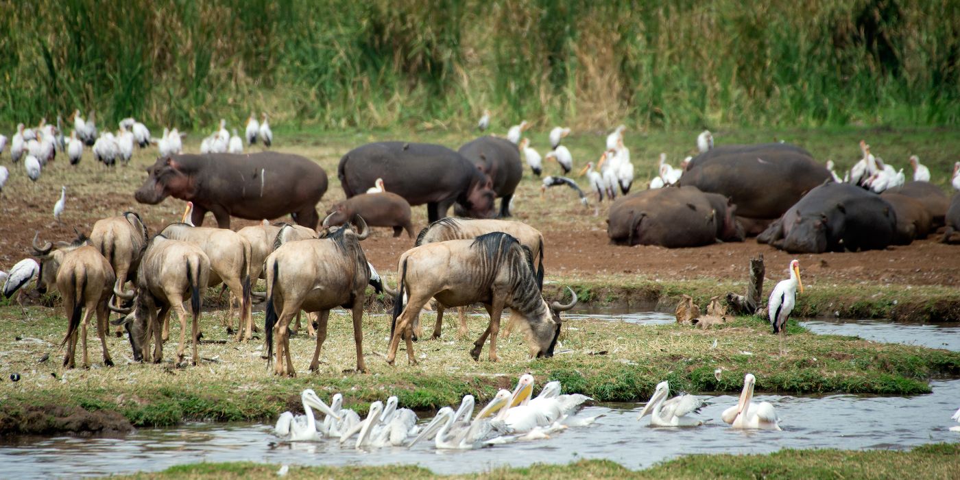 Nacionalni park Lake Manyara