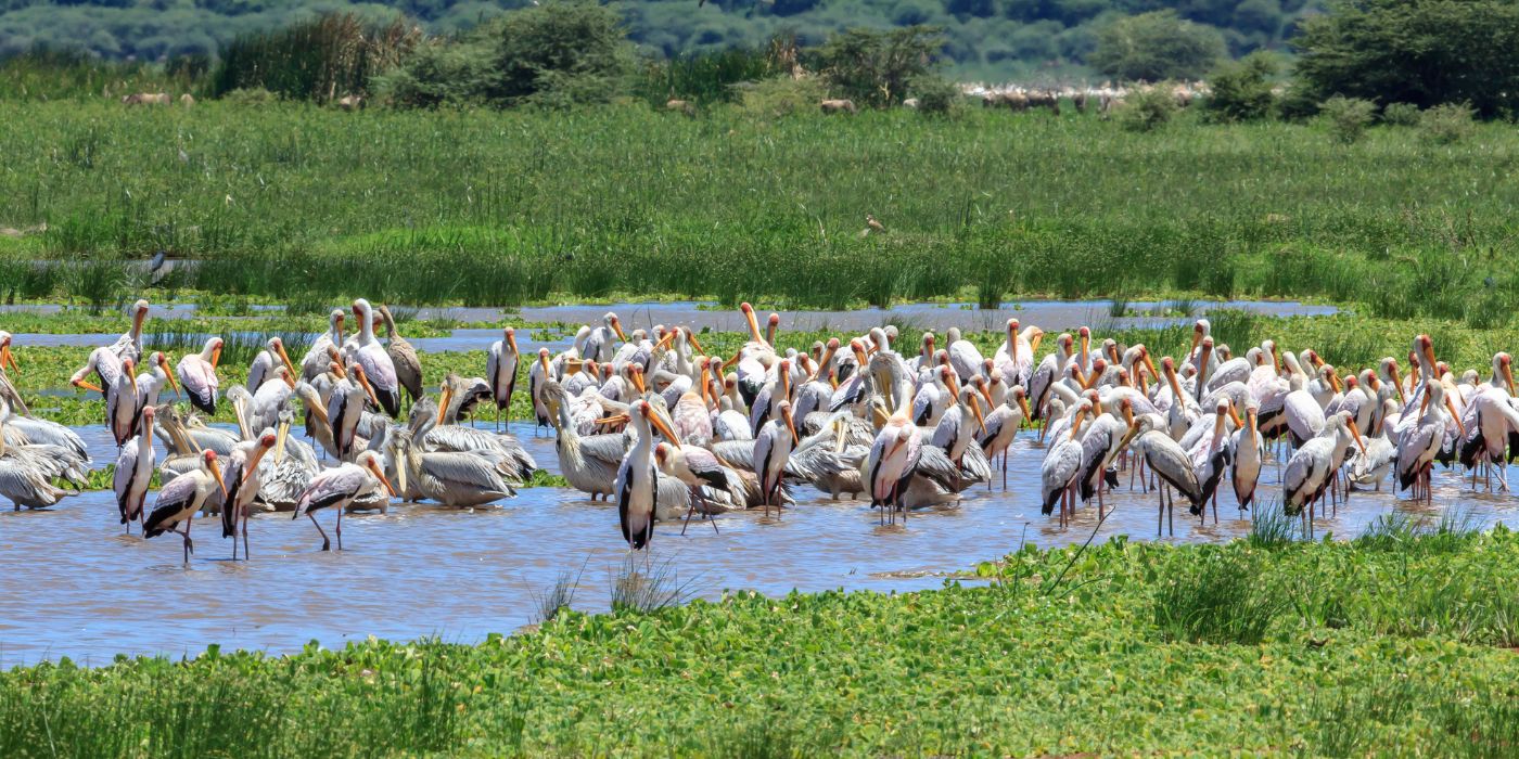 Nacionalni park Lake Manyara