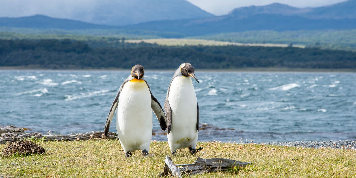 Pingvini u okolici Ushuaia, Argentina