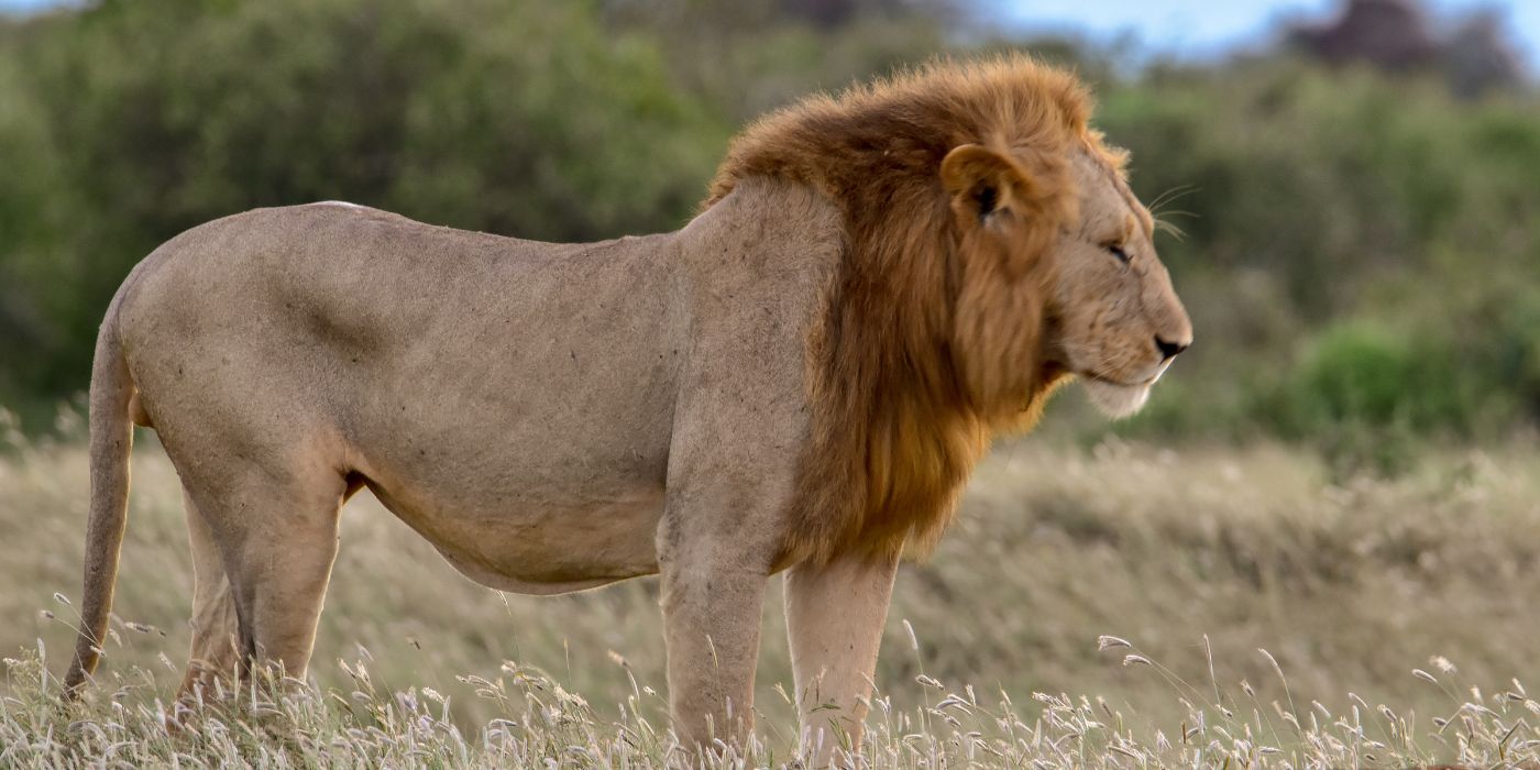NP Istočni Tsavo, Kenija