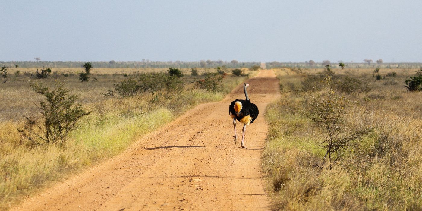 NP Istočni Tsavo, Kenija
