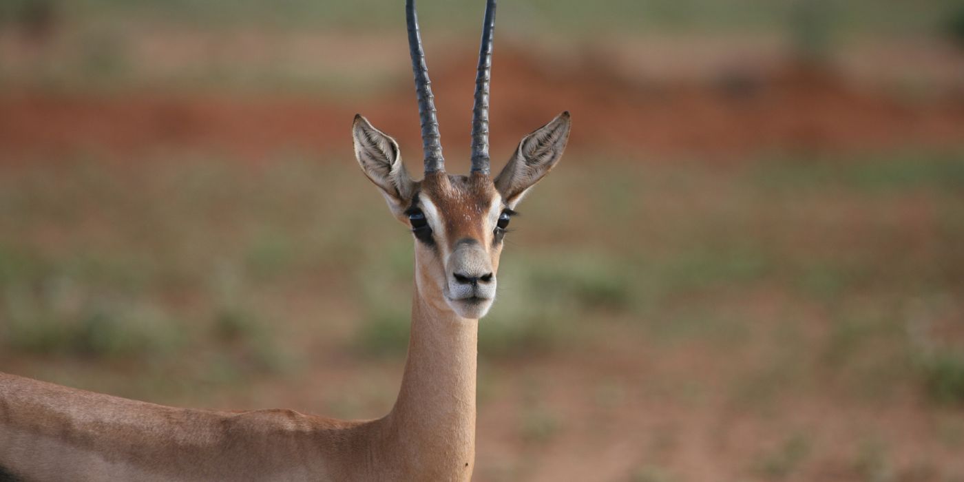 NP Istočni Tsavo, Kenija