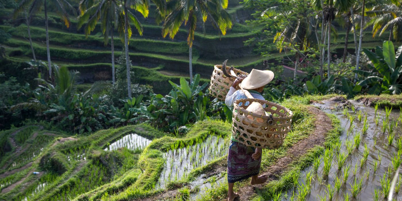 Rižina polja, Ubud, Bali