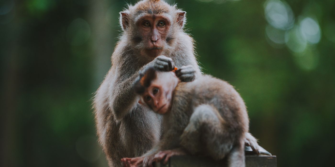 Šuma majmuna, Bali