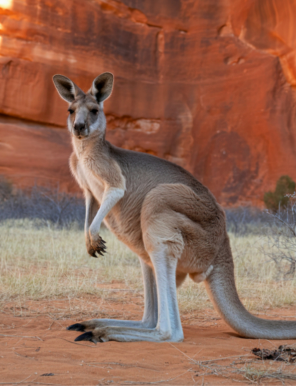 Australija i Novi Zeland