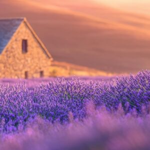 charming stone cottage surrounded by lush lavender fields sunset