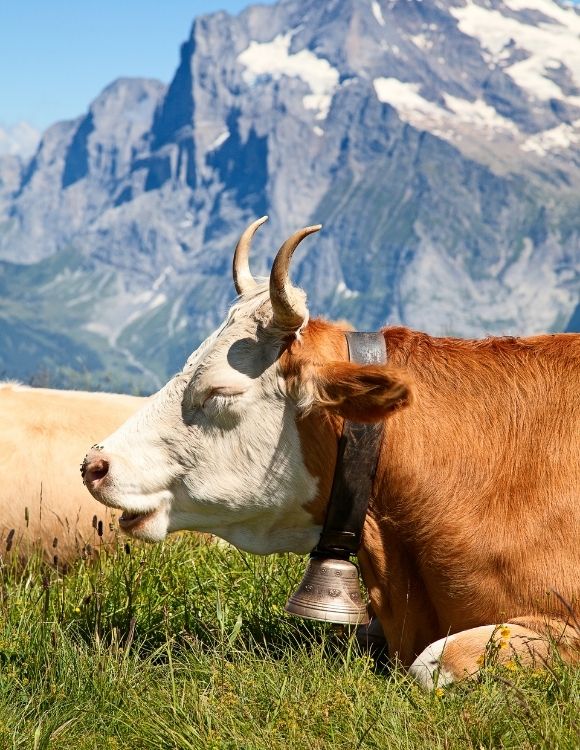 Švicarska željeznicom